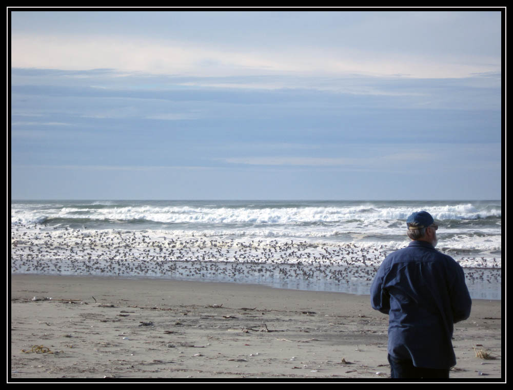 Watching Snowy Plovers