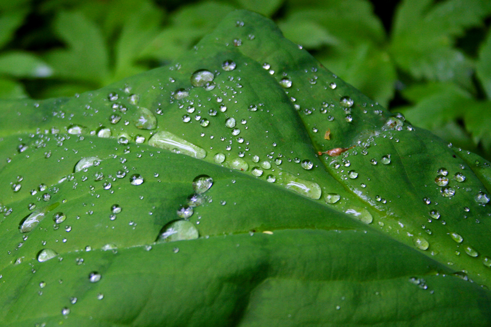 Water Drops