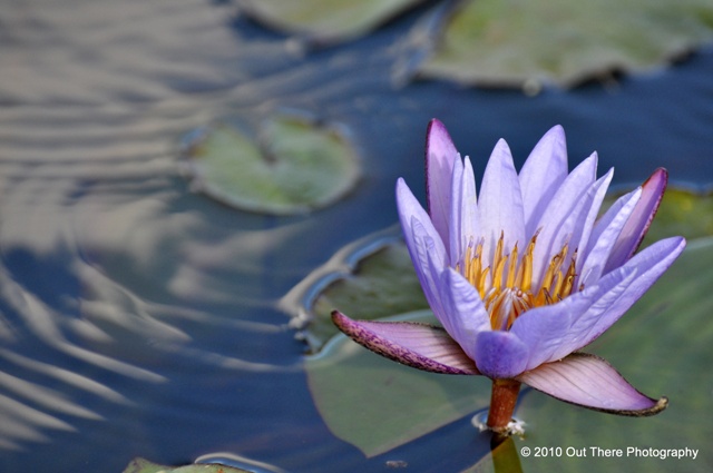 Water Lily