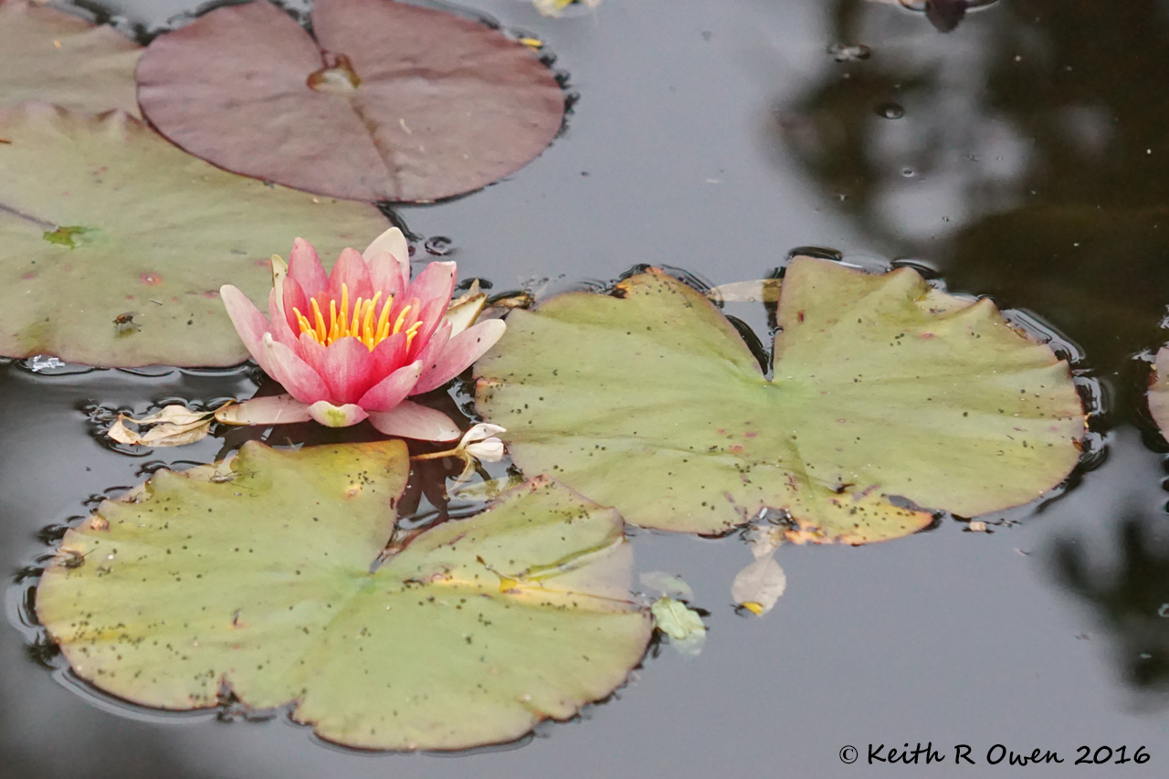 Water Lily