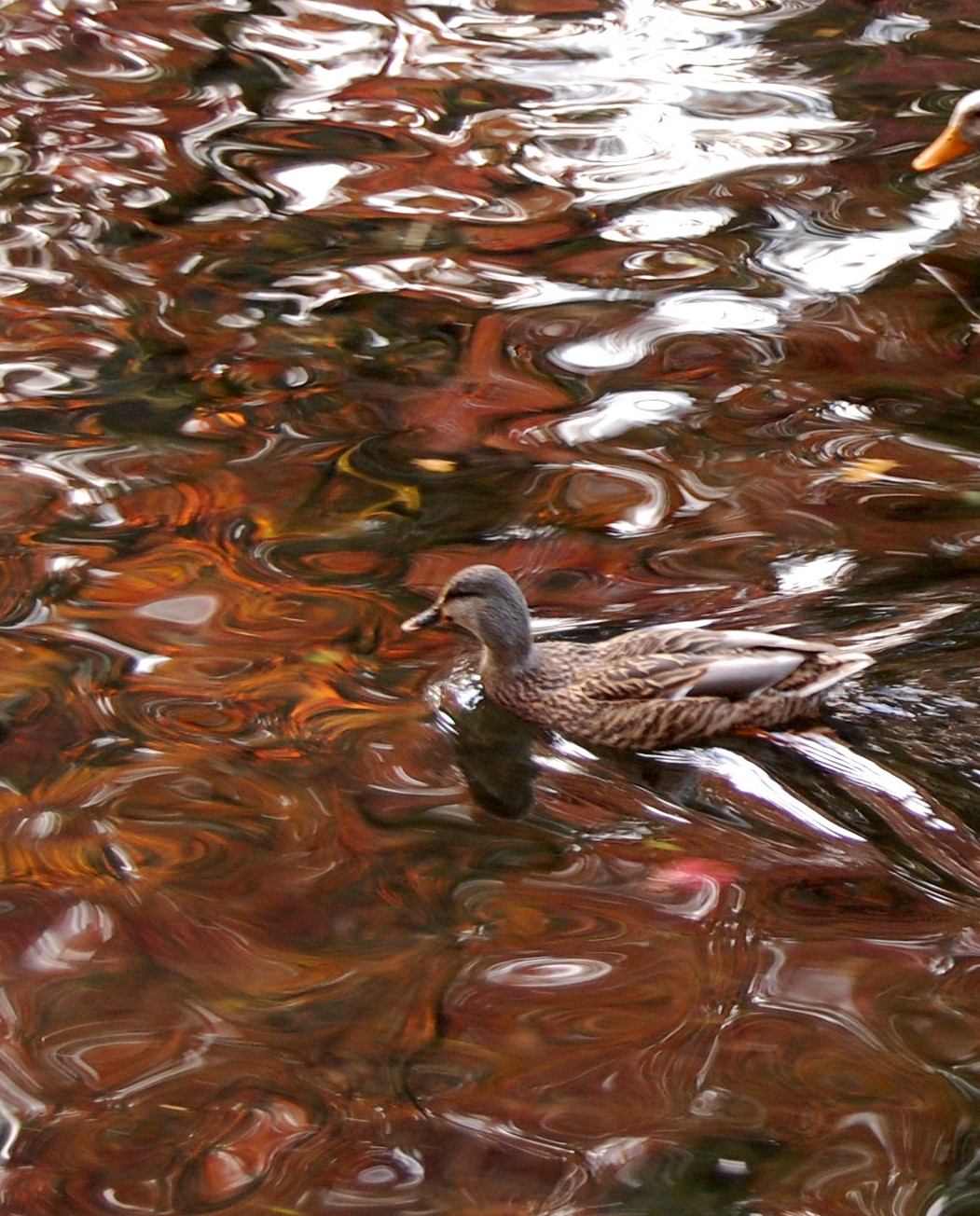 water reflection
