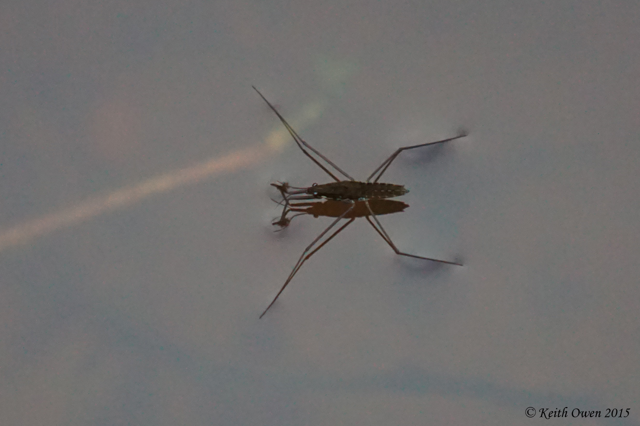 Water Strider