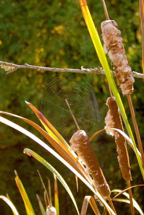 Web Design - Pond Style