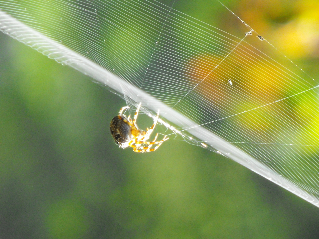 web search