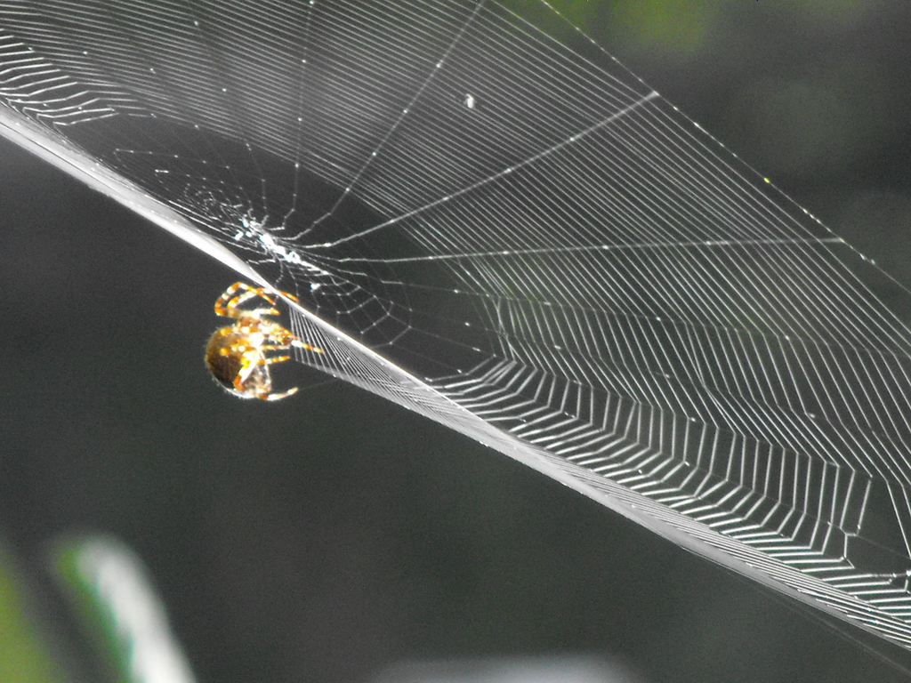 web search