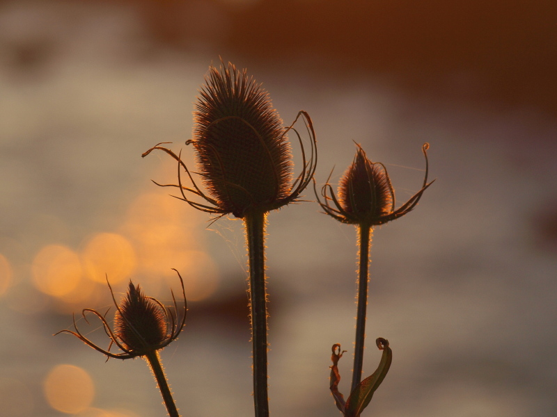 Weeds?