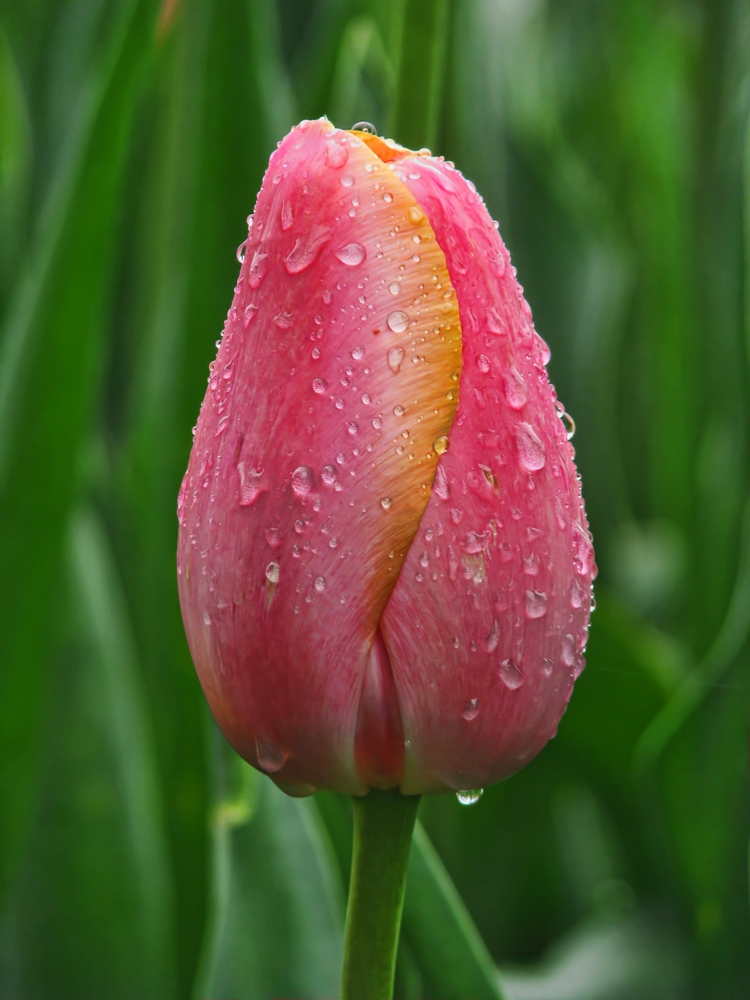 Weeping Tulip