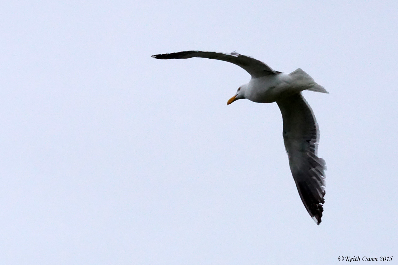 Western Gull