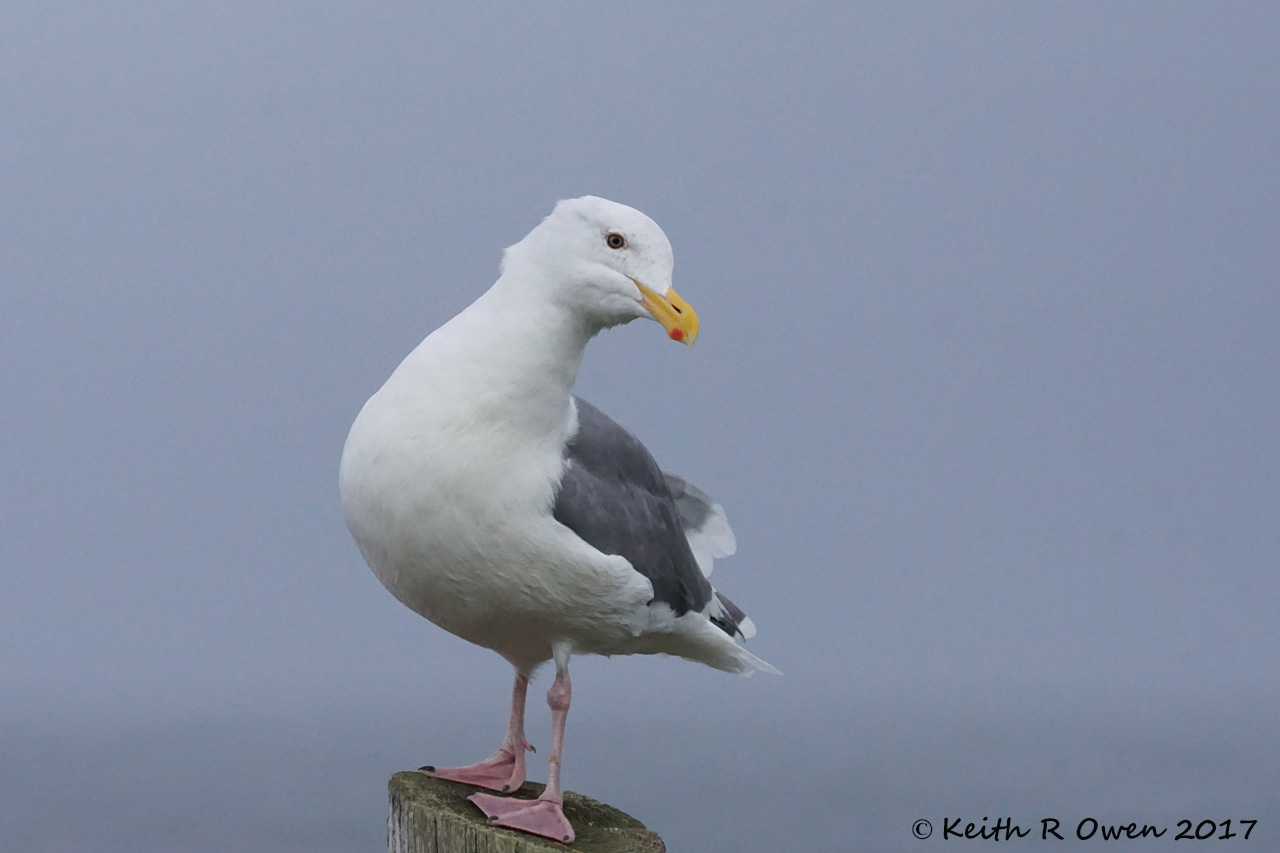 Western Gull