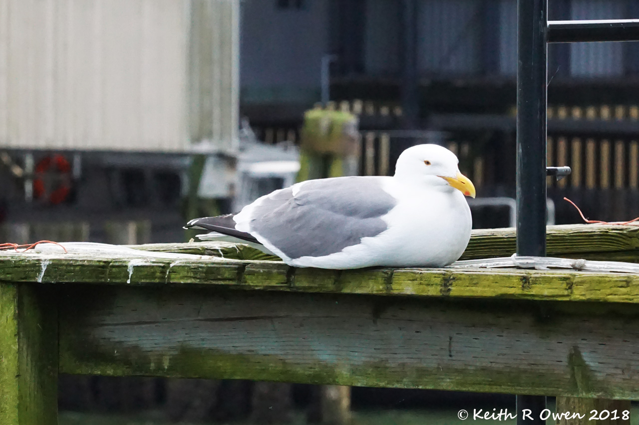 Western Gull