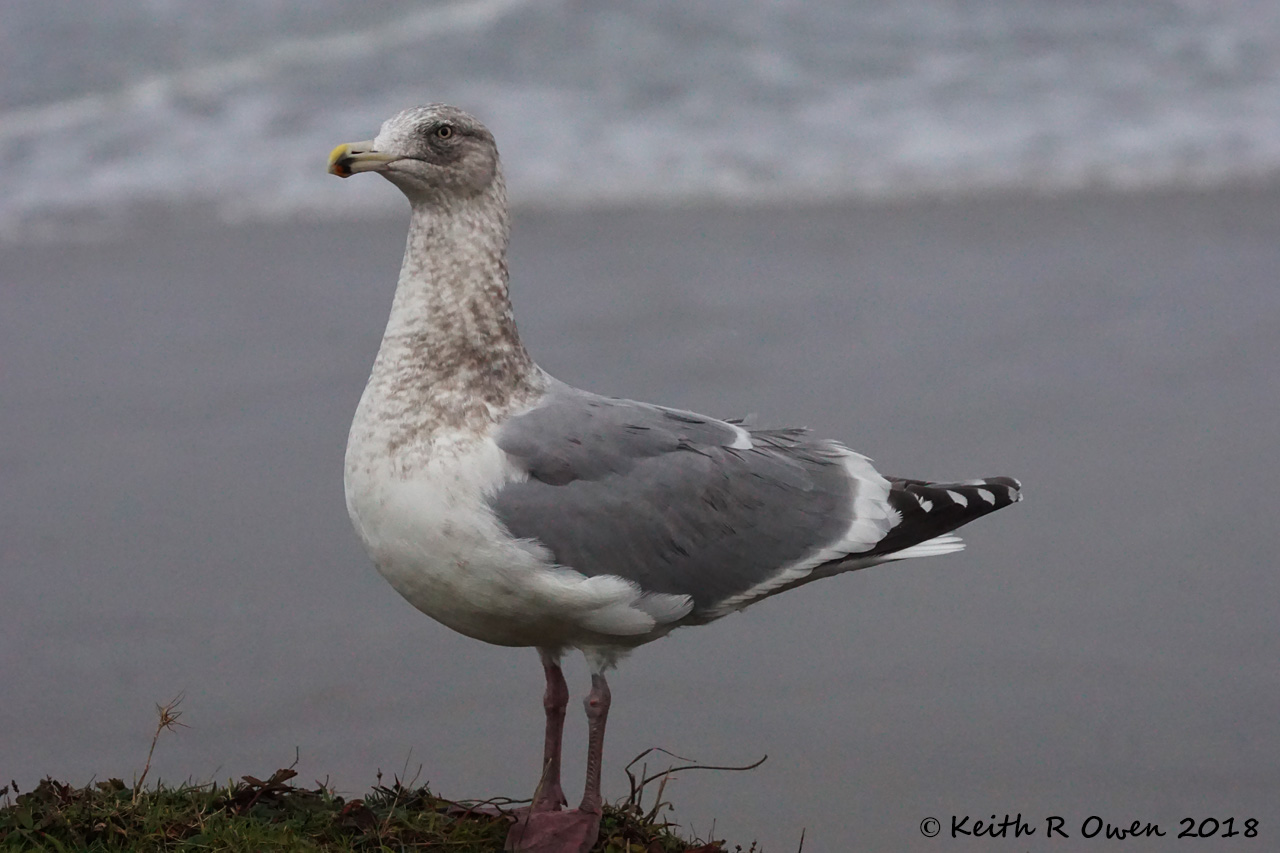 Western Gull