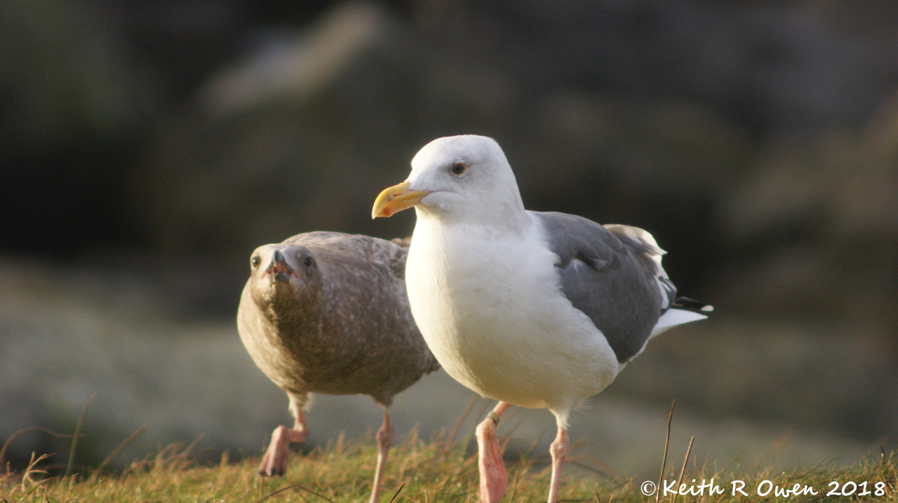Western Gull
