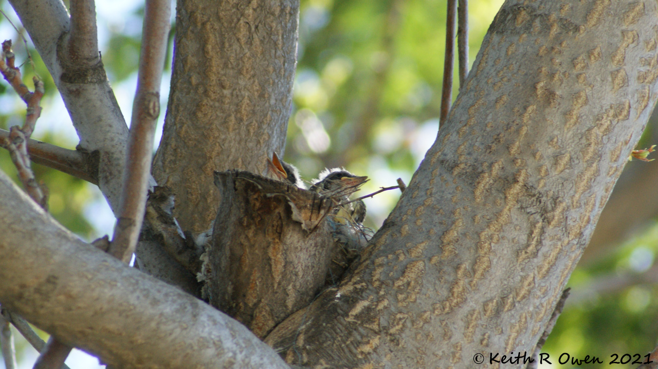 Western Kingbird Nest