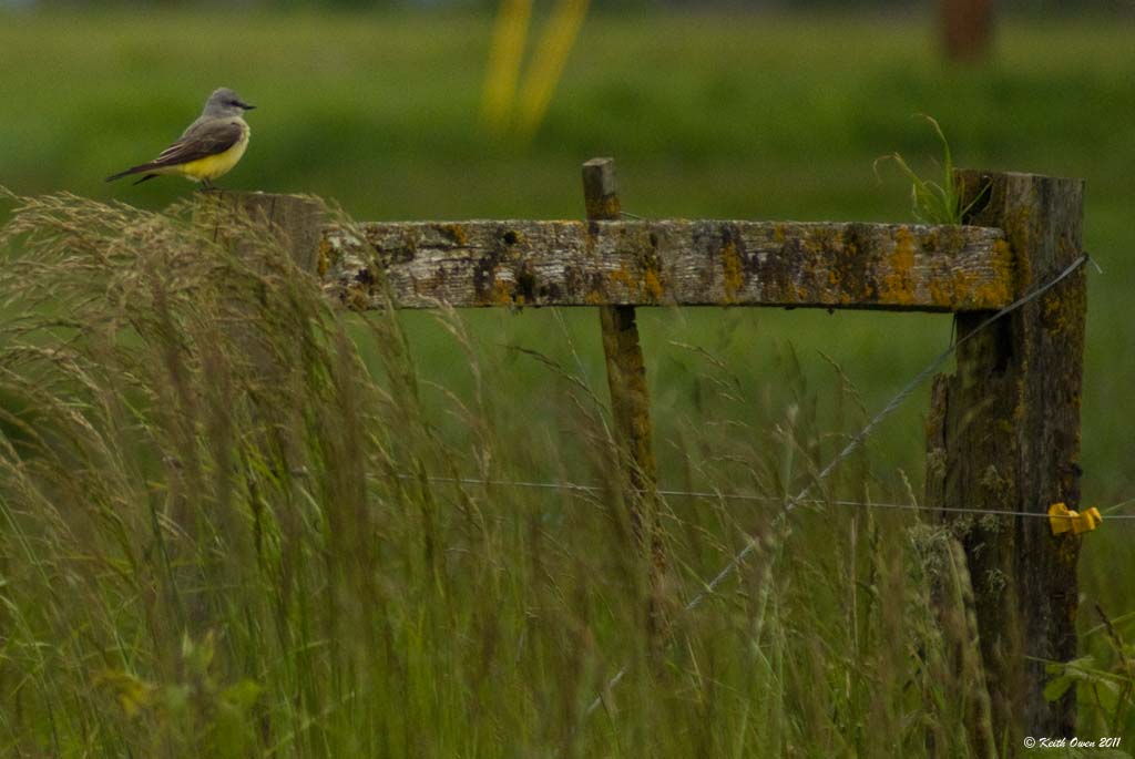 Western Kingbird