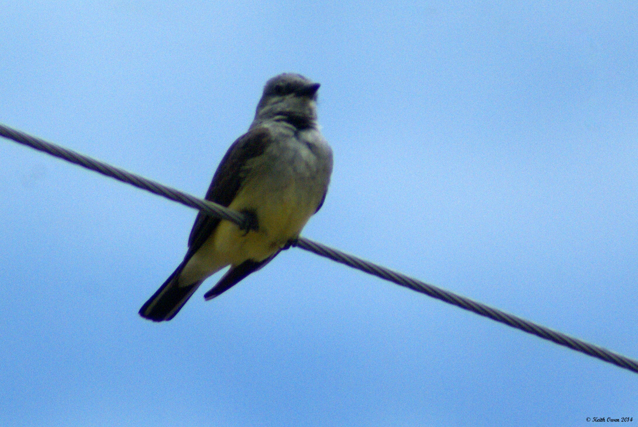 Western Kingbird