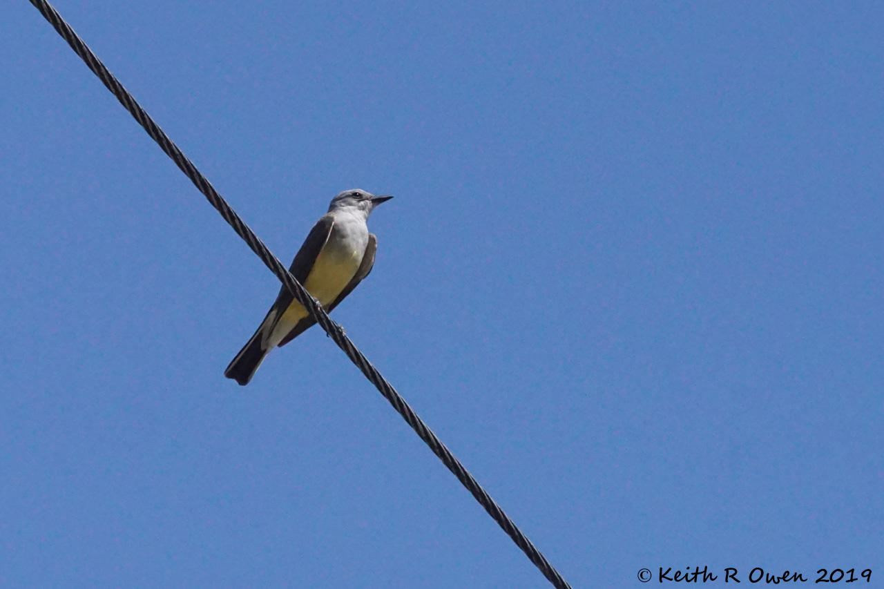 Western Kingbird