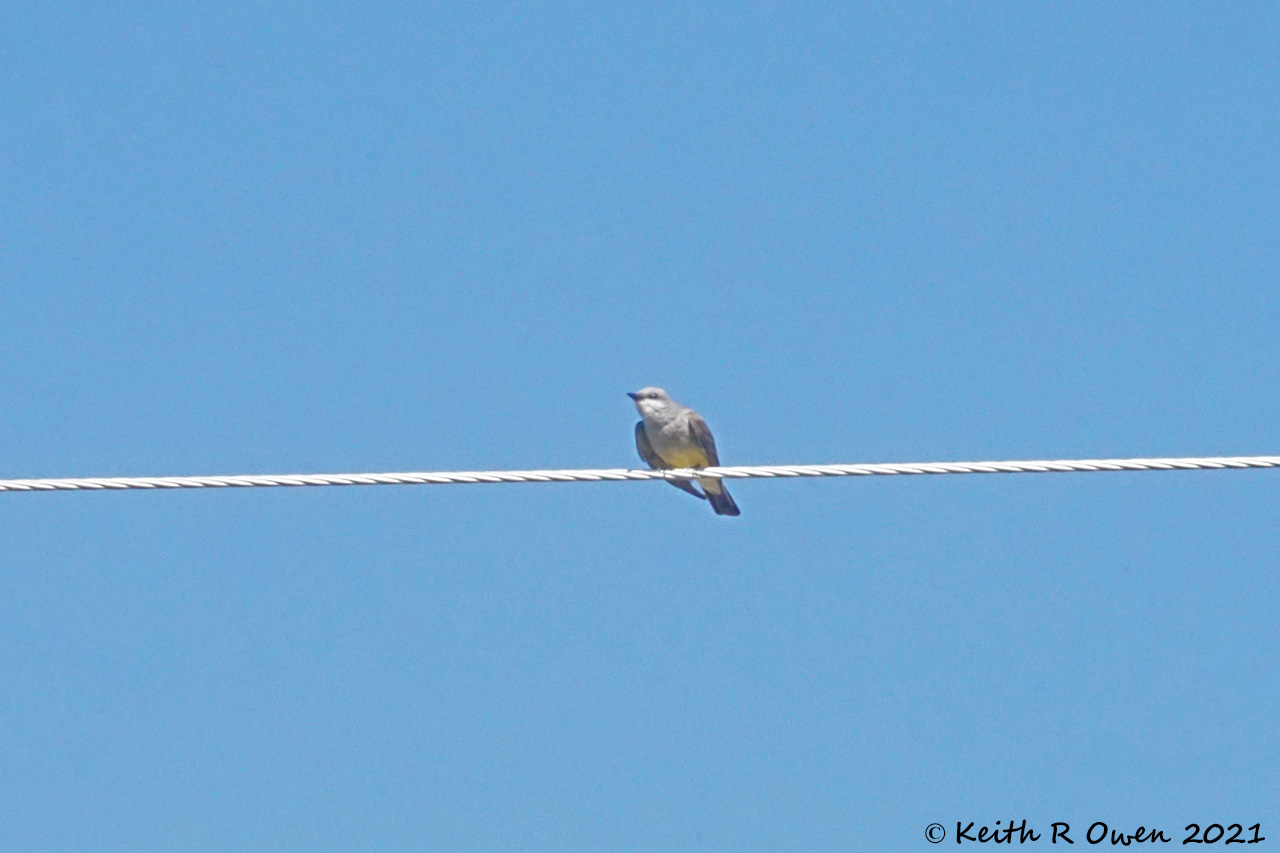 Western Kingbird