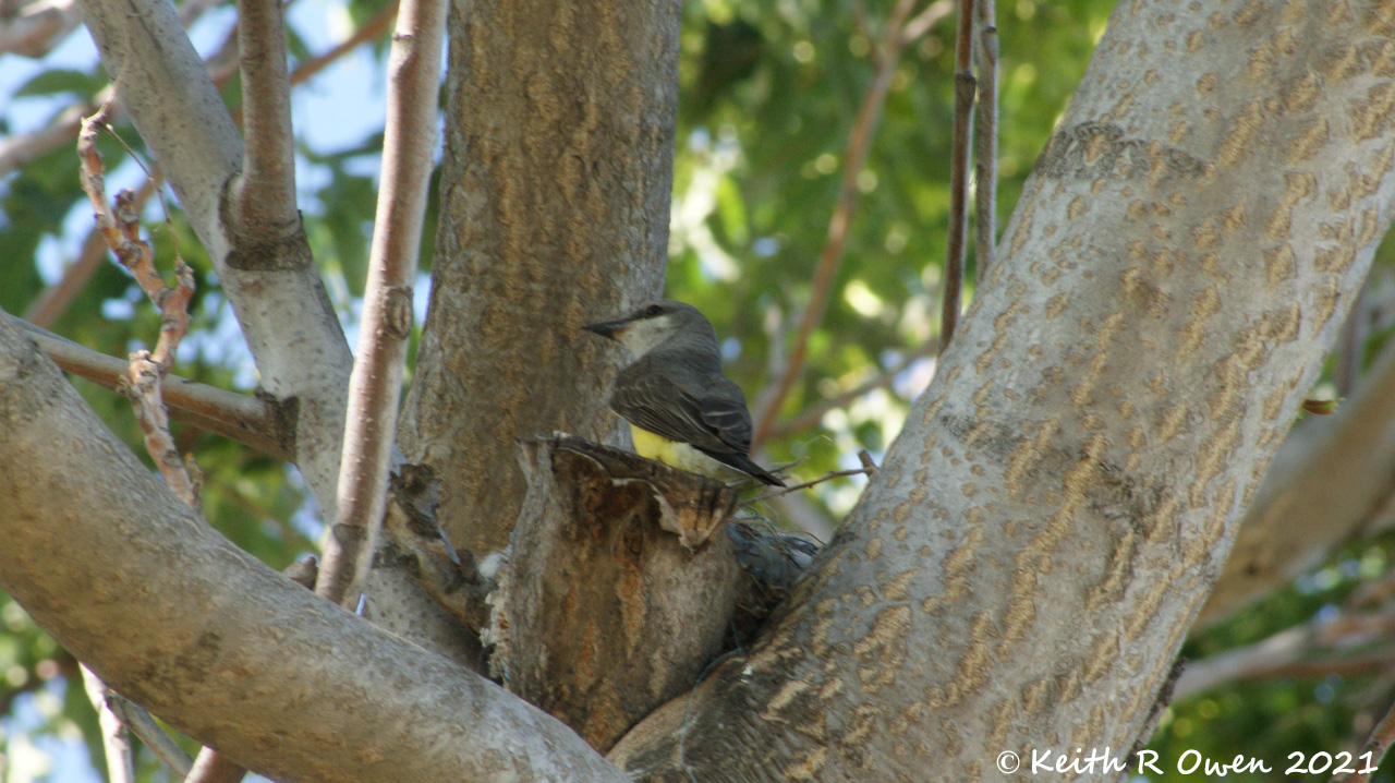 Western Kingbird