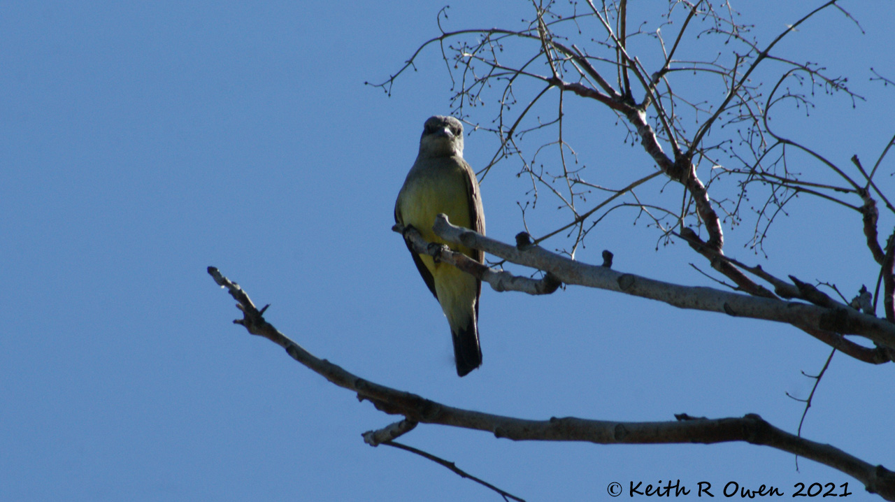 Western Kingbird