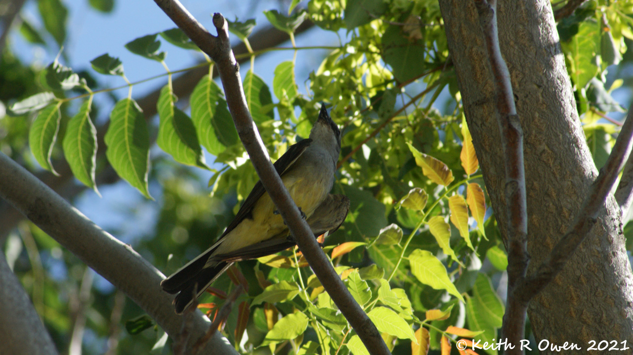 Western Kingbird