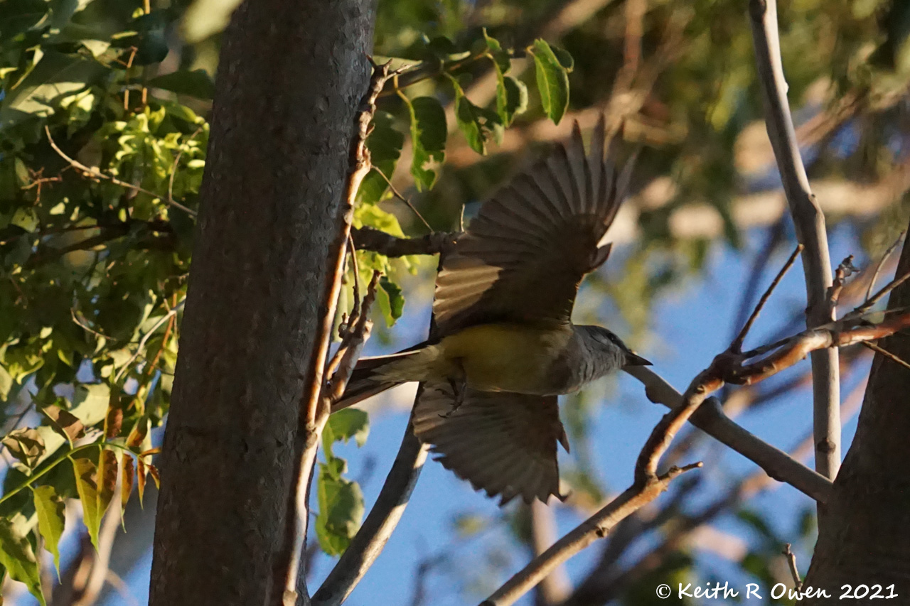 Western Kingbird