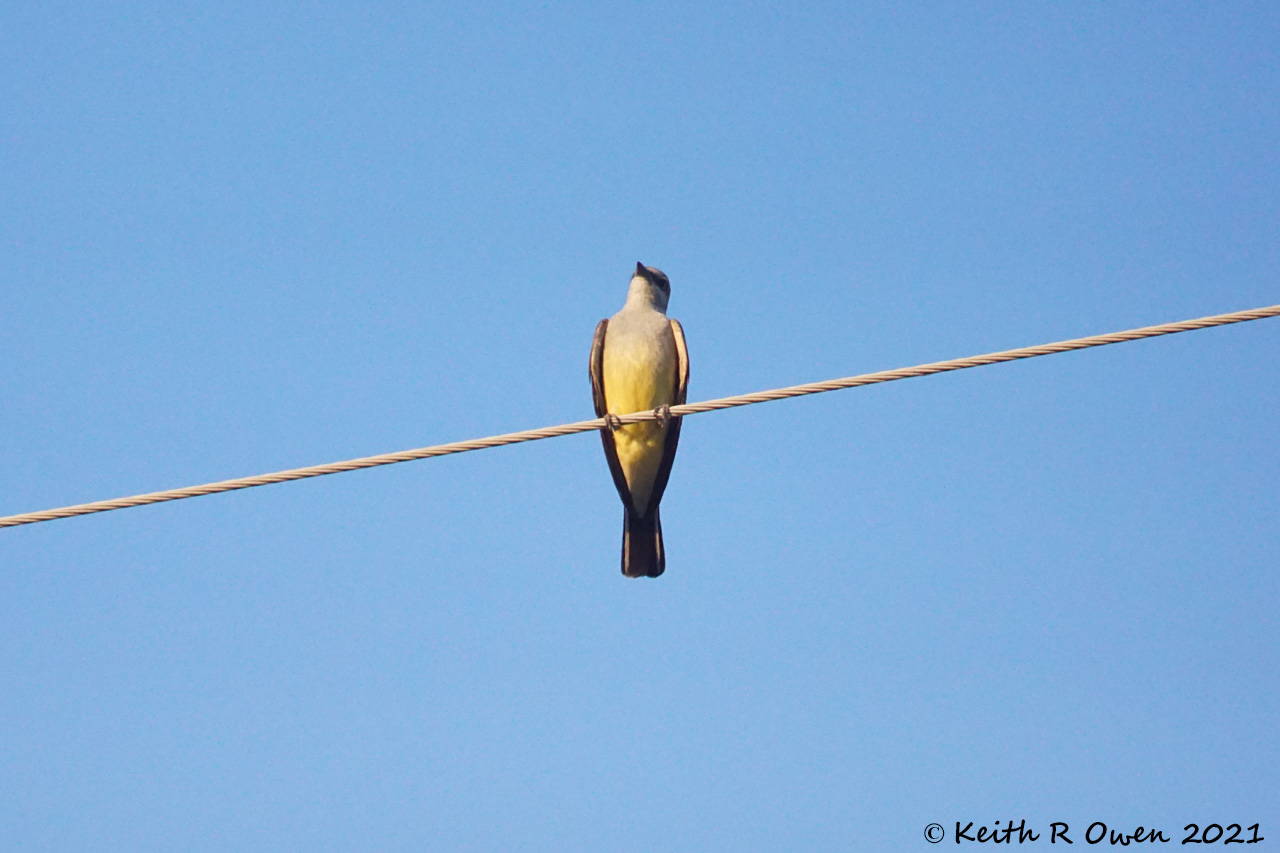 Western Kingbird
