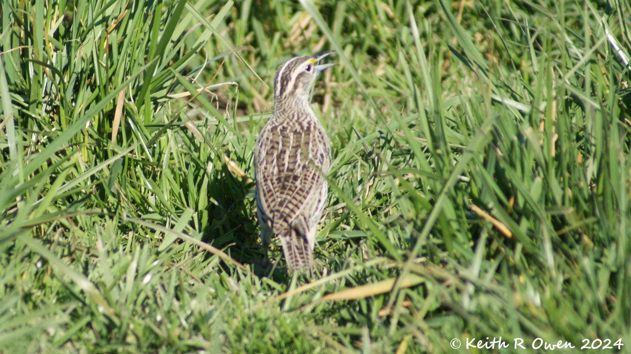 Western Meadowlark