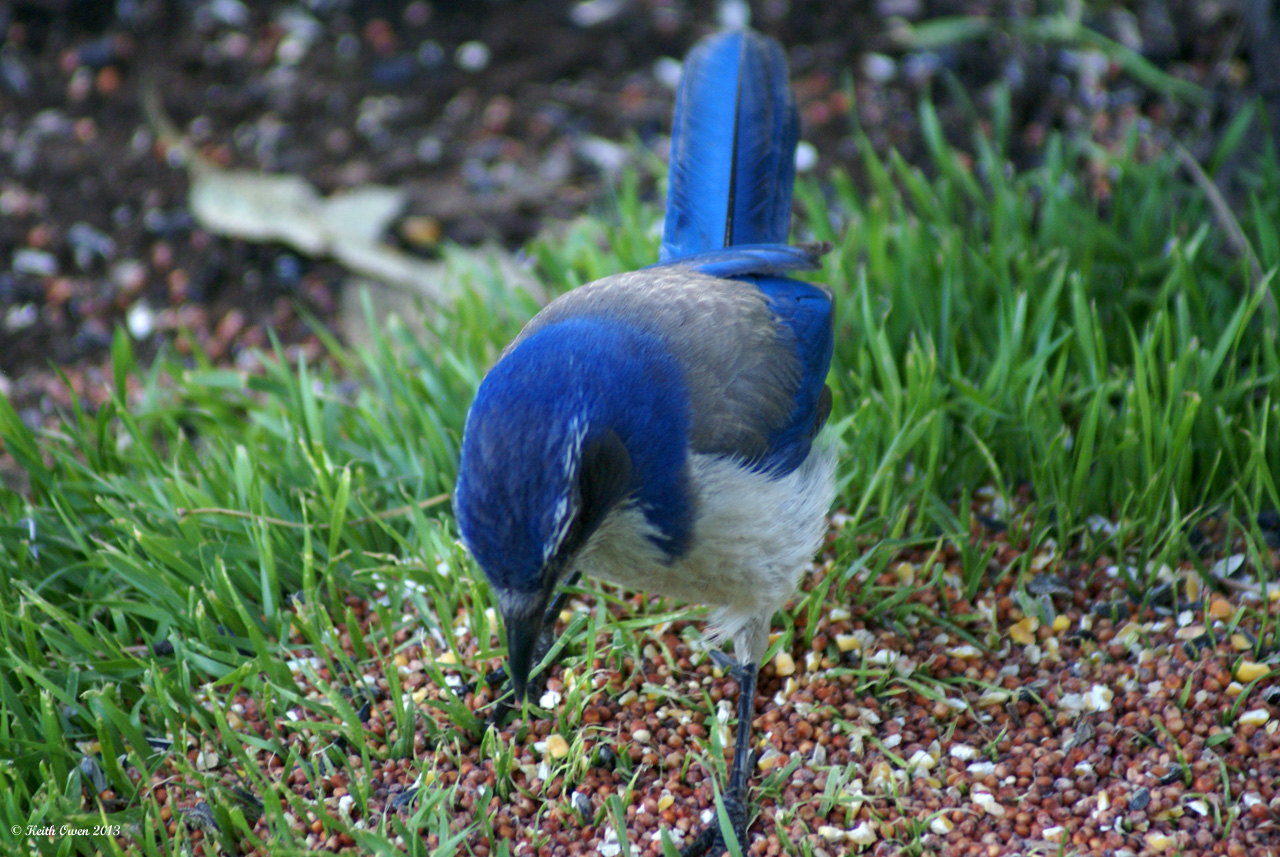 Western Scrub Jay
