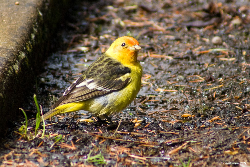 Western Tanager