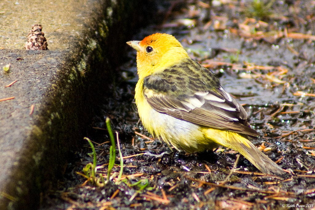 Western Tanager