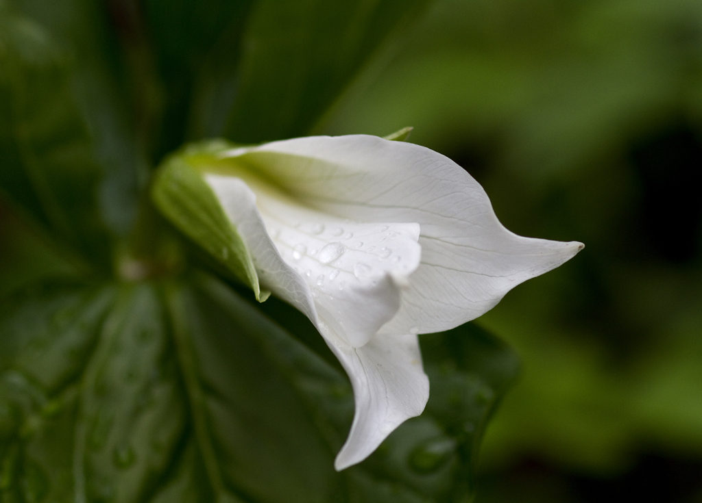Western Trilliium