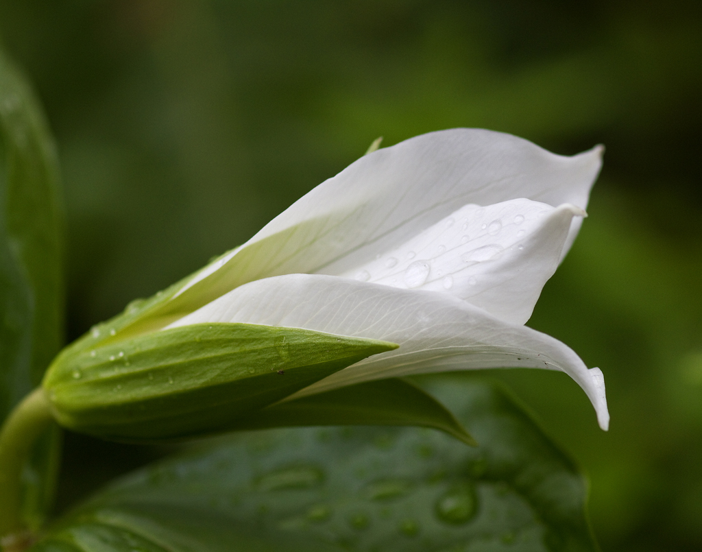 Western Trilliium