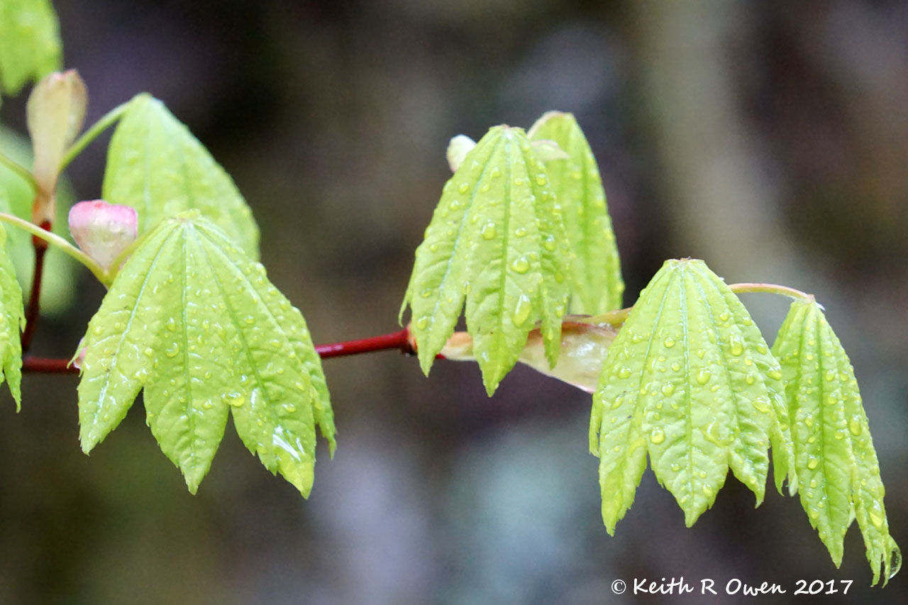 Wet Morning