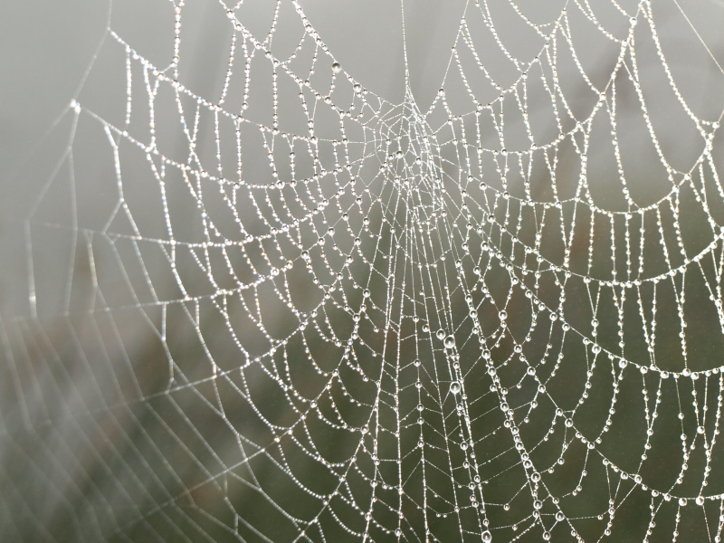 Wet Web