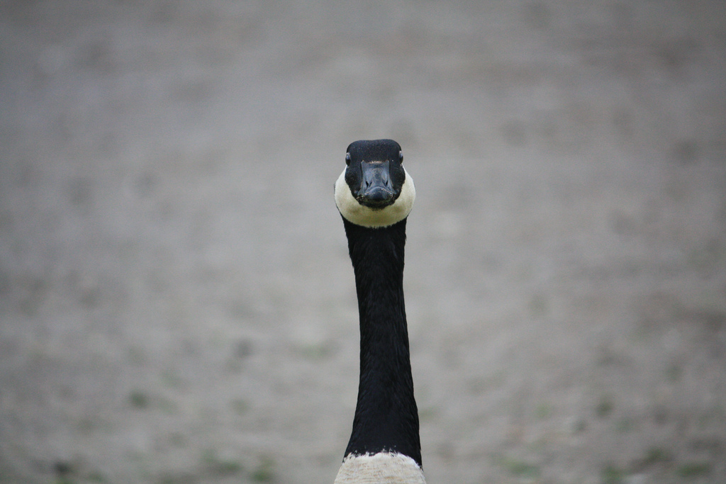 Whatcha lookin' at?