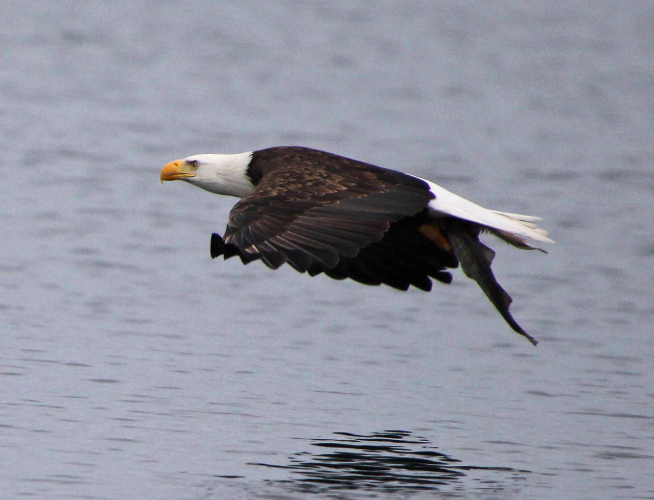 What's that in your talons?
