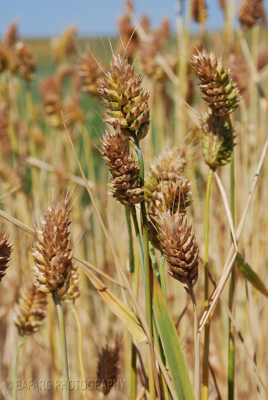 Wheat