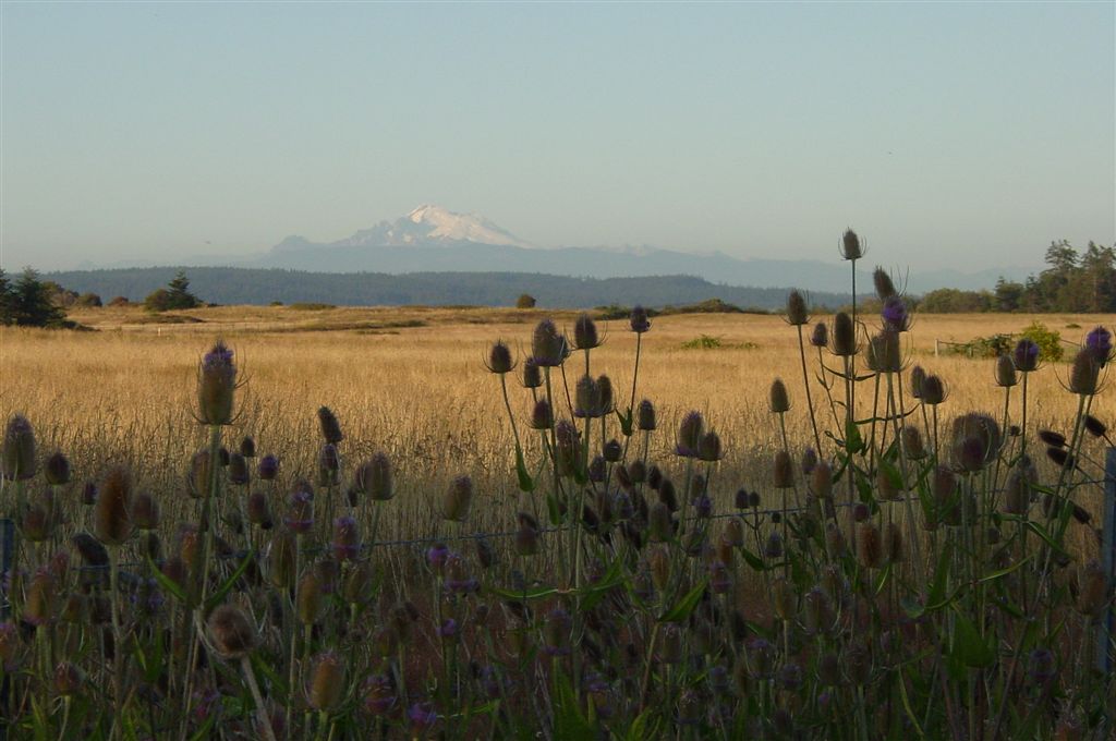 Whidbey