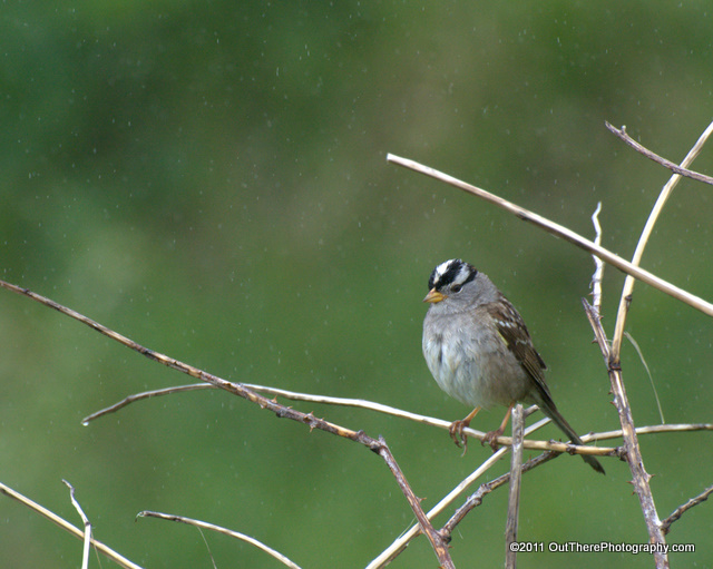 White Crowned Sparrow in Misty Rain