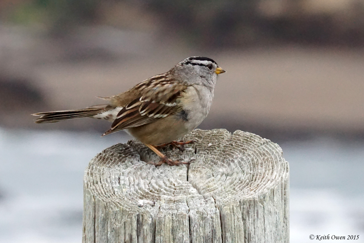 White-crowned Sparrow
