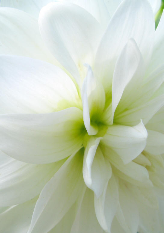 White Flower Pedals