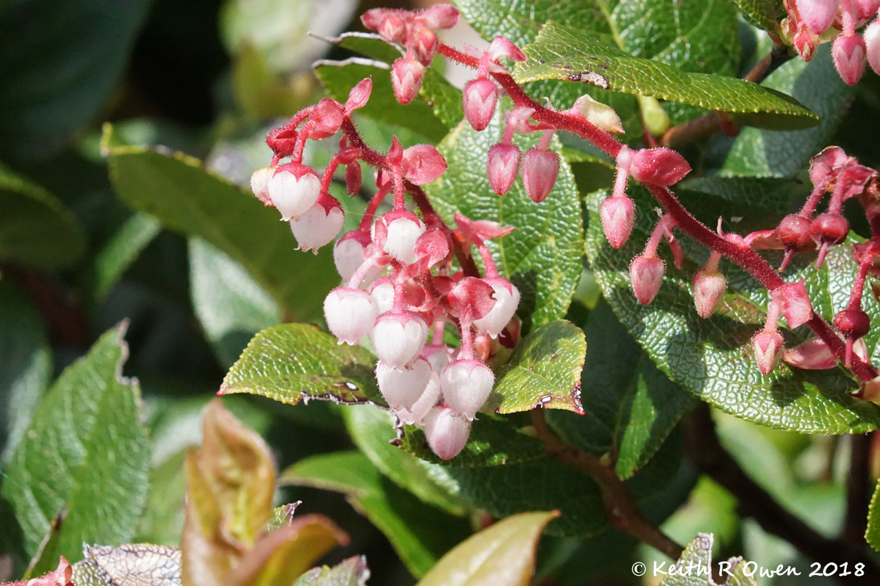 White Heather