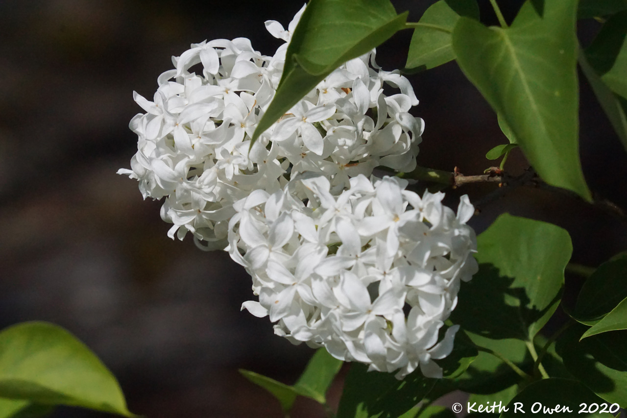 White Lilac