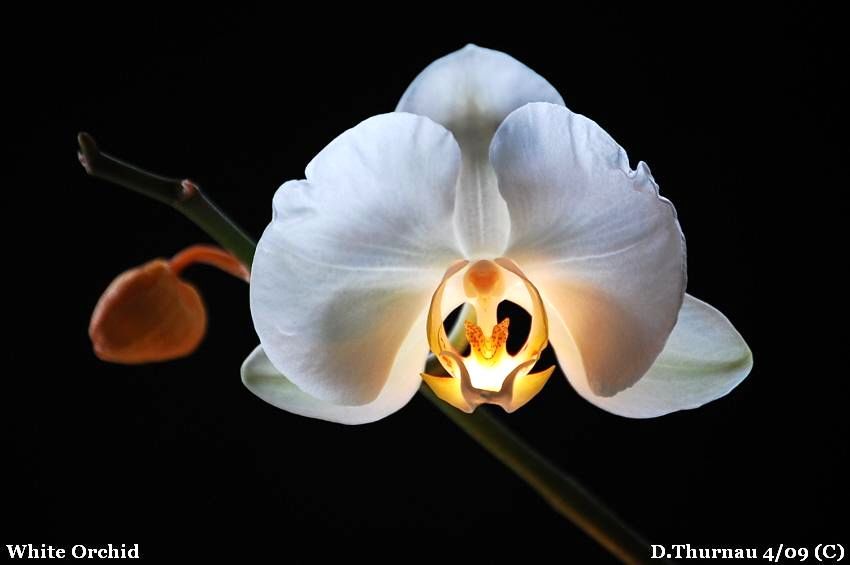 white orchid