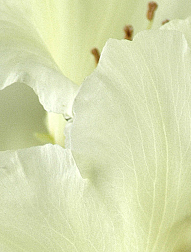 White Pedals