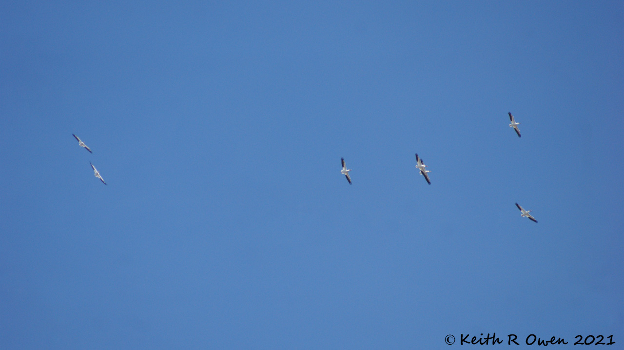 White Pelicans