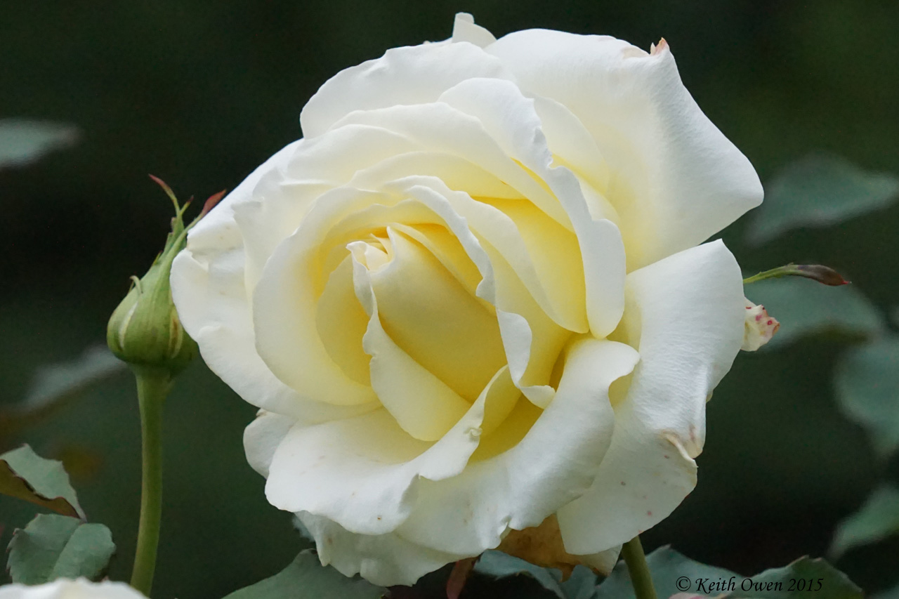 White Rose