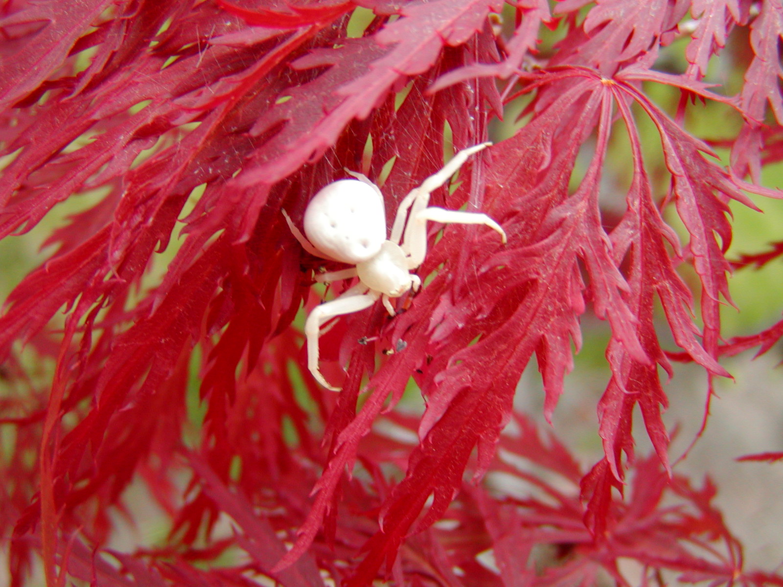 White Sspider