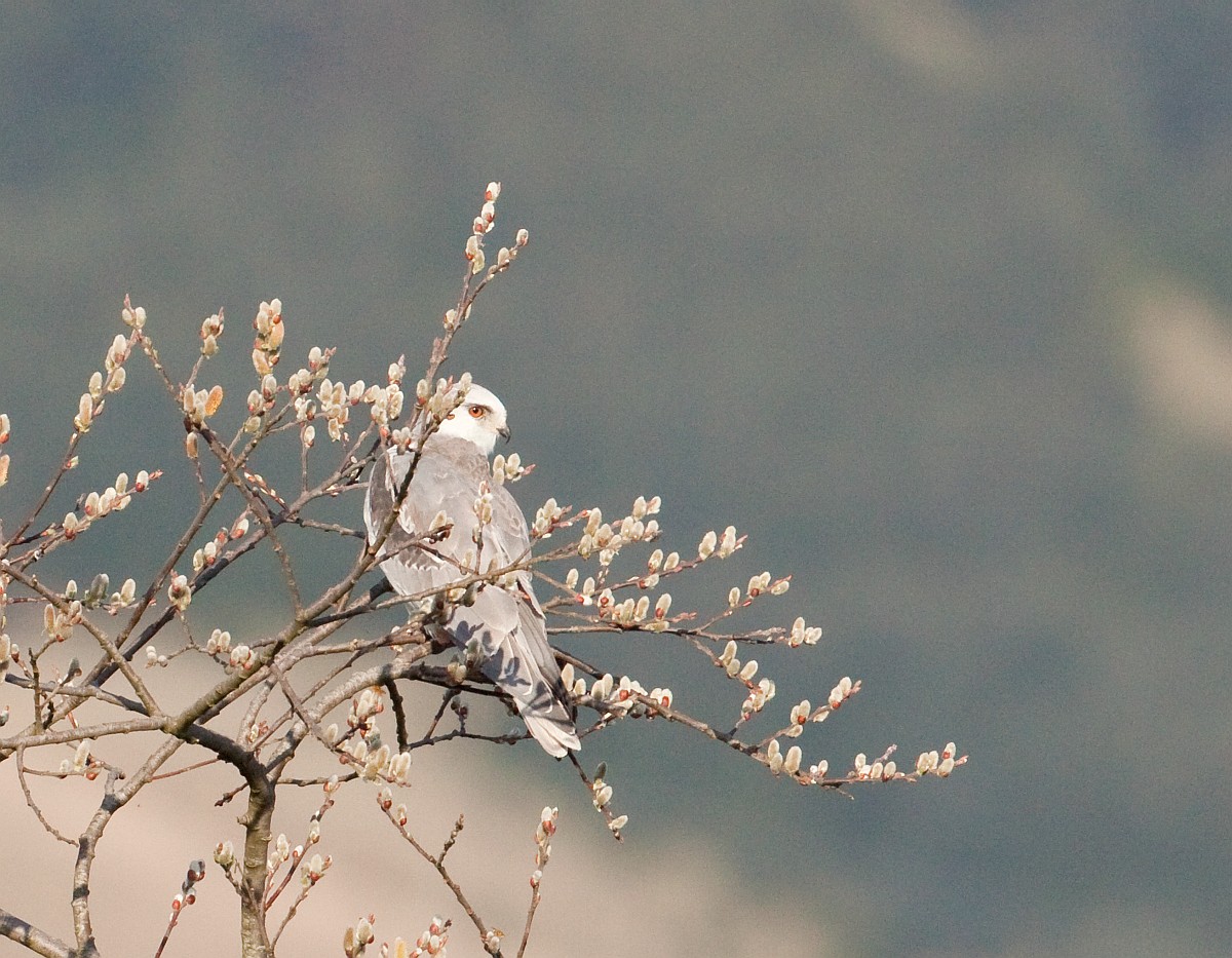 White-tailed Kite