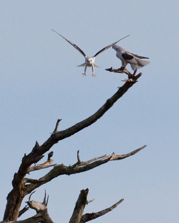 White-tailed Kites